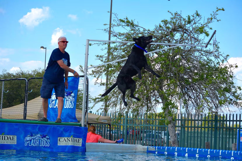 Dog About Town: Making a splash and more things to do with your pooch