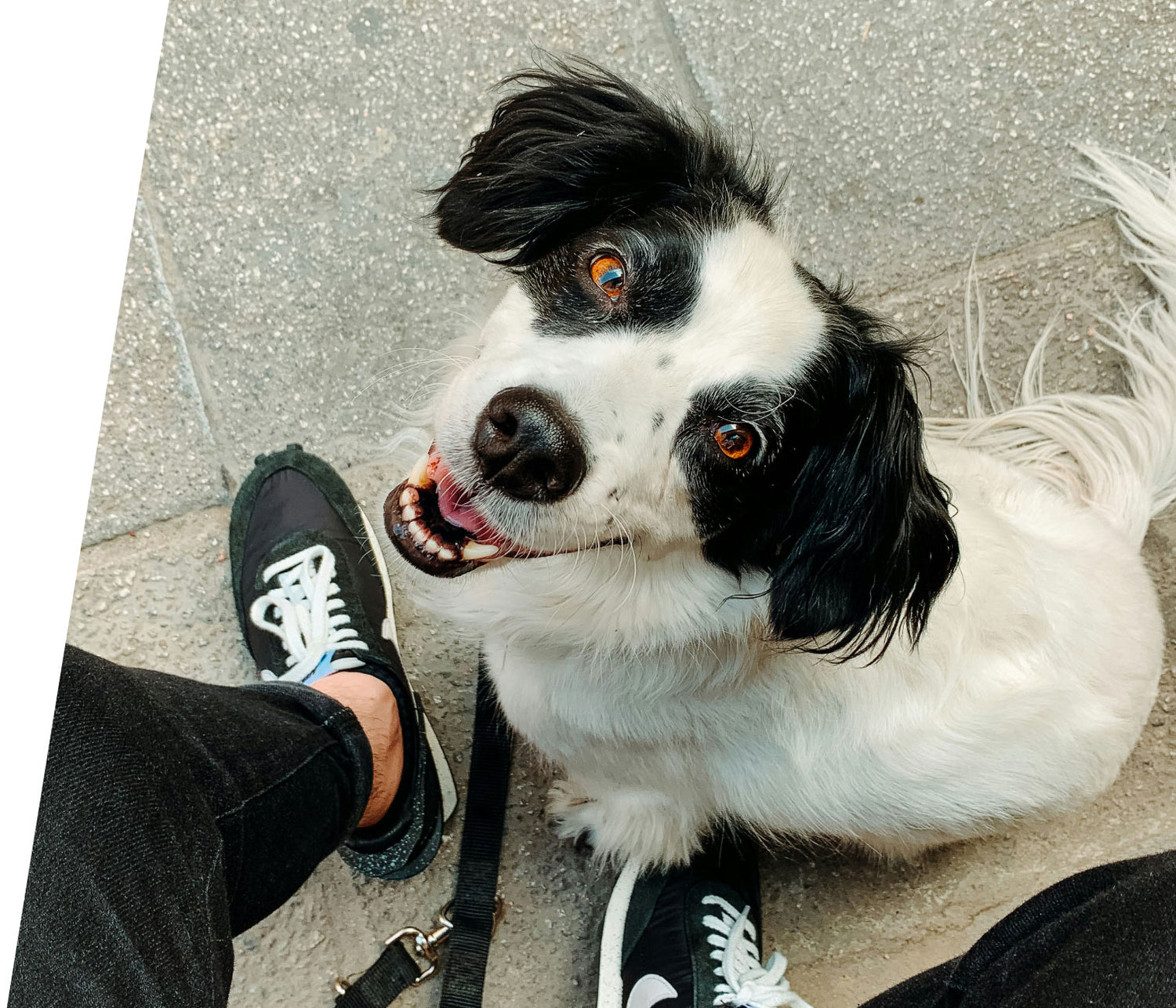 black and white dog looking up at the camera, mouth open, seeming to smile