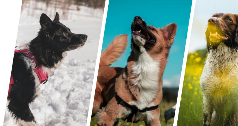 collage of three dogs: black and white in snow, brown and white against blue sky, St Bernard in a field